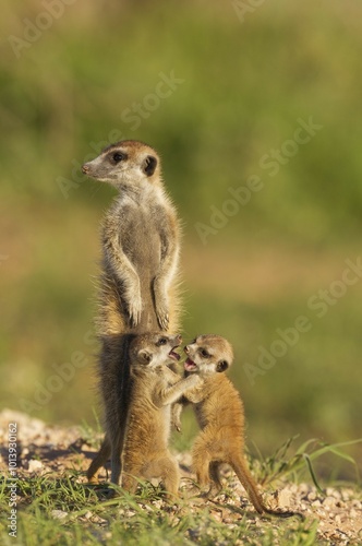 Suricates (Suricata suricatta), adult with two playful young on the lookout, during the rainy season in green surroundings, Kalahari Desert, Kgalagadi Transfrontier Park, South Africa, Africa photo