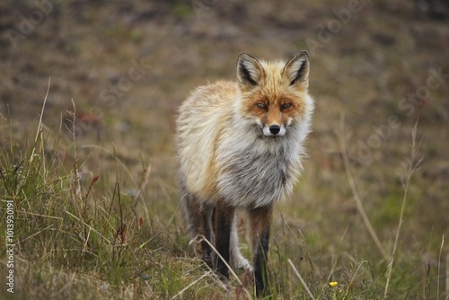 Red fox (Vulpes vulpes) in tundra, Lapland, Norway, Europe photo