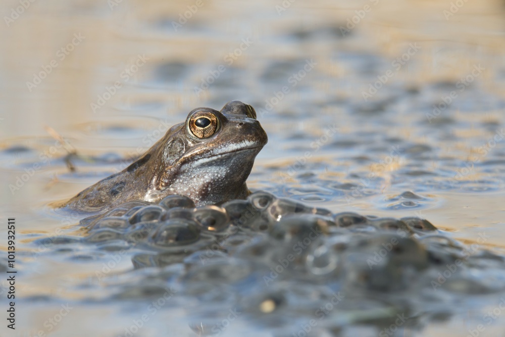 Common frog (Rana temporaria) spawning in waters, Emsland, Lower Saxony, Germany, Europe Common frog (Rana temporaria) spawning in waters, Emsland, Lower Saxony, Germany, Europe