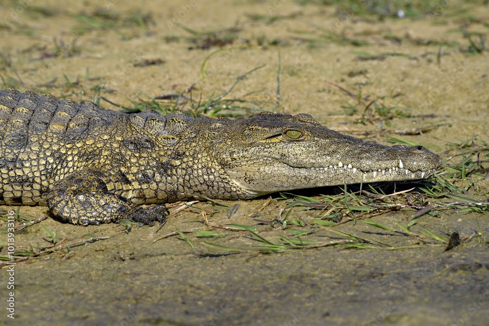 Nile crocodile (Crocodylus niloticus) lying on the shore, Gomoti Plains, Okavango Delta, Botswana, Africa Nile crocodile (Crocodylus niloticus) lying on the shore, Gomoti Plains, Okavango Delta, Botswana, Africa