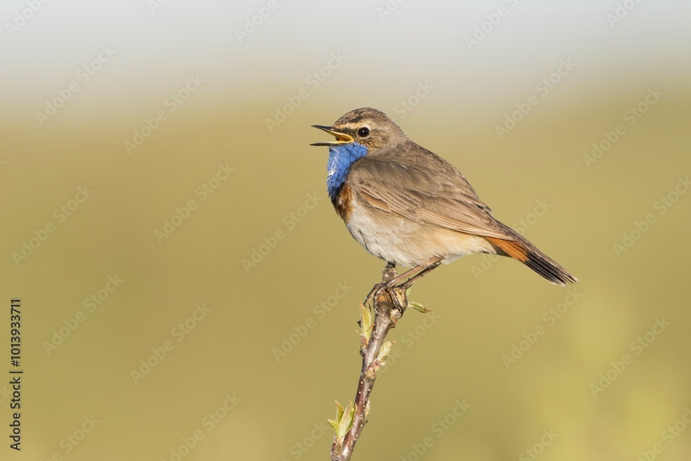 Obraz premium Bluethroat (Luscinia svecica), singing, sitting on branch, Texel, province of North Holland, The Netherlands, Europe