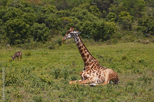 Maasai giraffe (Giraffa camelopardalis) sitting on ground, Arusha National Park, Tanzania, Africa photo