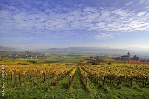 Vineyards in autumn with views of the Klettgau, cirrocumulus clouds in the sky, Oberhallau, Hallau, Klettgau, Canton of Schaffhausen, Switzerland, Europe photo