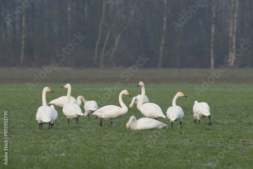 Whooper Swans (Cygnus cygnus), Emsland, Lower Saxony, Germany, Europe