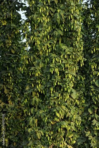 Hop plants (Humulus lupulus), ready for harvesting, hop garden, Biburg, Hallertau or Holledau area, Lower Bavaria, Bavaria, Germany, Europe