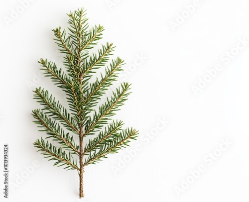 The fresh evergreen branch displays its vibrant green needles, highlighting the natural beauty of this seasonal foliage against a white backdrop