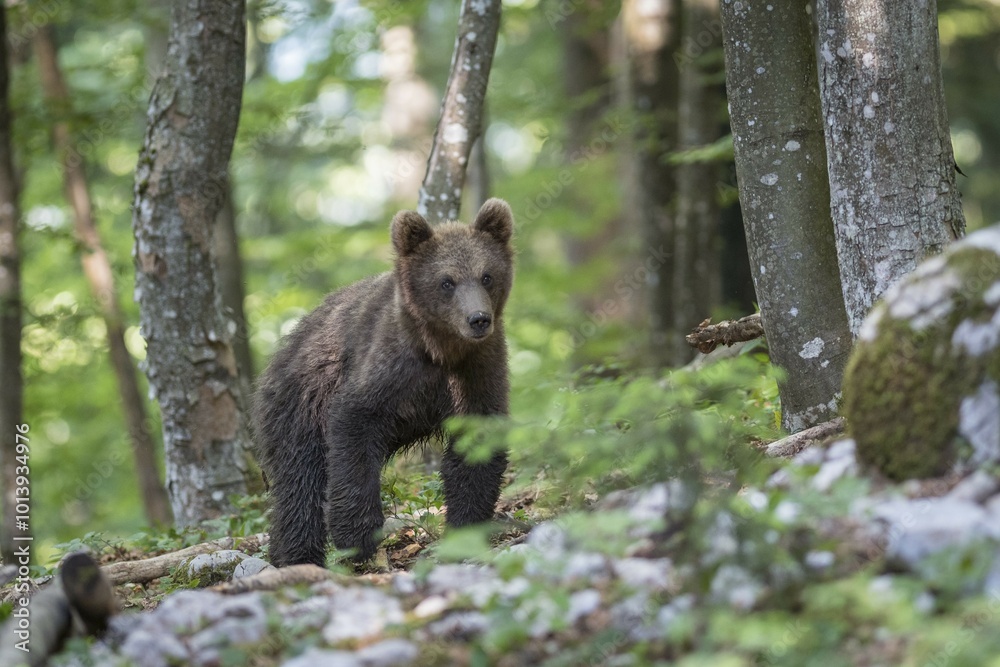 Brown bear (Ursus arctos), young animal in the forest, Notranjska, Slovenia, Europe Brown bear (Ursus arctos), young animal in the forest, Notranjska, Slovenia, Europe