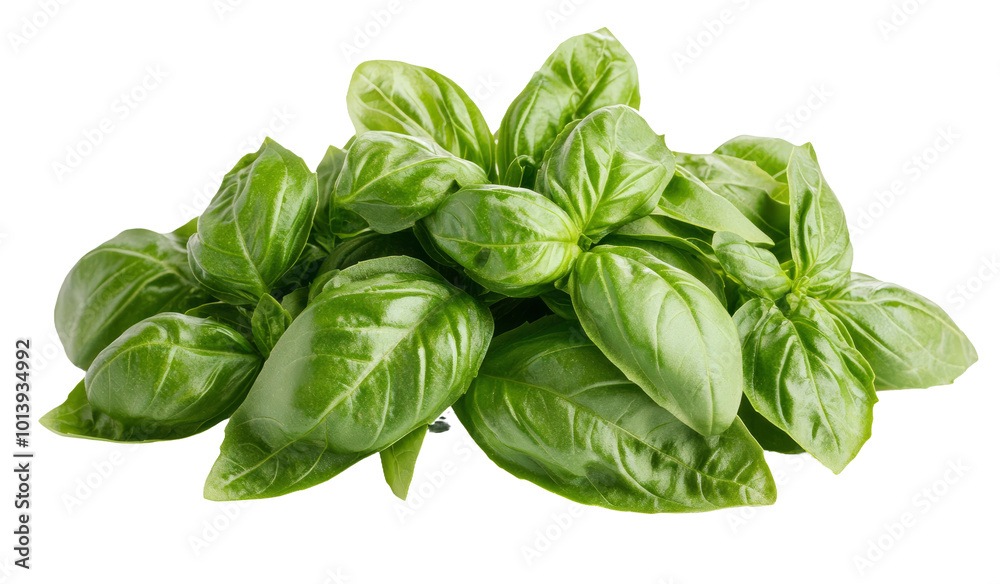 Fresh green basil leaves for culinary use Fresh green basil leaves for culinary use