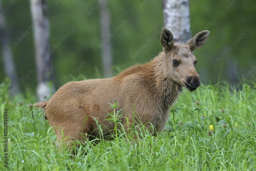 Elk (Alces alces), calf in tall grass, Lapland, Norway, Europe Elk (Alces alces), calf in tall grass, Lapland, Norway, Europe