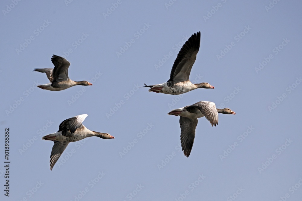 Obraz premium Greylag geese (Anser anser) flying, Germany, Europe