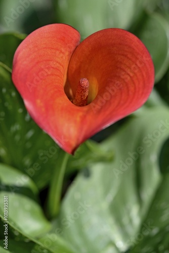 Calla lily (Zantedeschia aethiopica), red flower, North Rhine-Westphalia, Germany, Europe photo