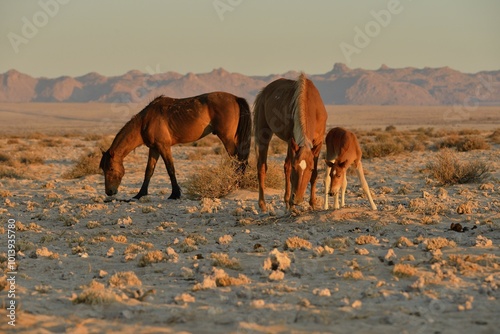 Obraz na płótnie Desert Horses (Equus ferus), mare with foal, searching for food in poor soil, near waterhole Garub, near Aus, Karas Region, Namibia, Africa w salonie