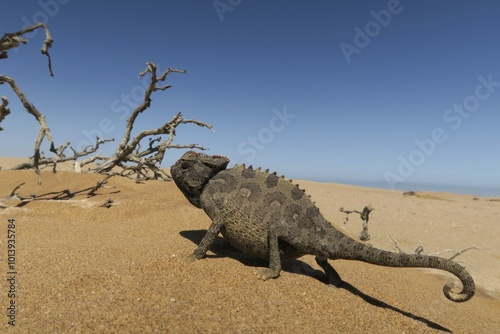 Namaqua Chameleon (Chamaeleo namaquensis), Namib Desert in Swakopmund, Namibia, Africa photo