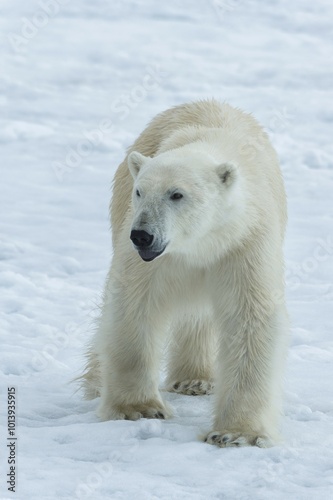 Polar Bear (Ursus maritimus) walking over pack ice, Svalbard Archipelago, Norway, Europe