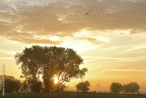 Sunrise behind trees, flying birds, autumn, Rheinberg, North Rhine-Westphalia, Germany, Europe photo