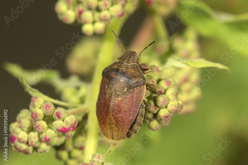 Tortoise bug (Eurygaster testudinaria), Baden-Württemberg, Germany, Europe photo