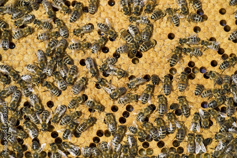 Honey Bees (Apis sp.) on a honeycomb, Germany, Europe Honey Bees (Apis sp.) on a honeycomb, Germany, Europe