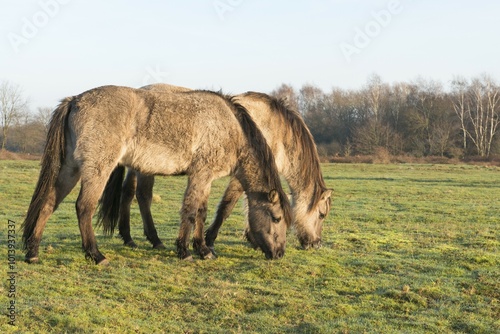 Tarpans (Equus ferus ferus), backcrossing, Wacholderhain Haselünne, Emsland, Lower Saxony, Germany, Europe photo