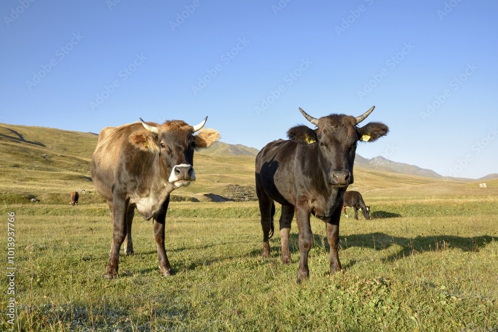 Cows on their summer pasture, West Karakol Valley, Tien Shan Mountains, Naryn region, Kyrgyzstan, Asia Cows on their summer pasture, West Karakol Valley, Tien Shan Mountains, Naryn region, Kyrgyzstan, Asia