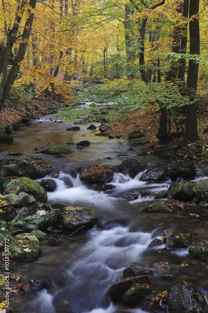 Stream in autumn, Ilse, Ilsetal valley, Harz, Saxony-Anhalt, Germany, Europe Stream in autumn, Ilse, Ilsetal valley, Harz, Saxony-Anhalt, Germany, Europe