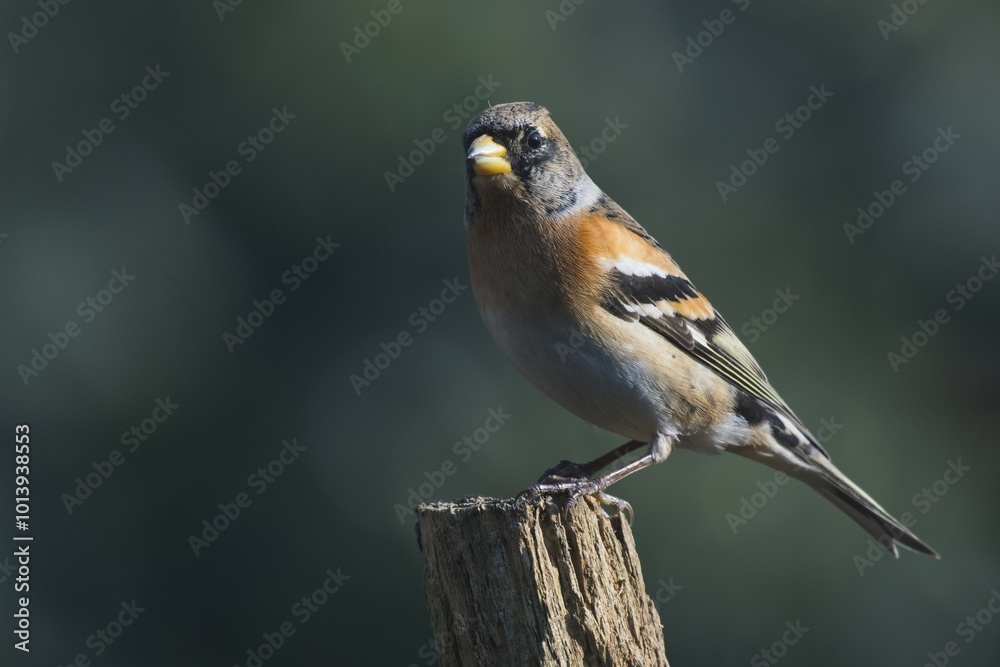 Brambling (Fringilla montifringilla), male sits on deadwood, Emsland, Lower Saxony, Germany, Europe Brambling (Fringilla montifringilla), male sits on deadwood, Emsland, Lower Saxony, Germany, Europe