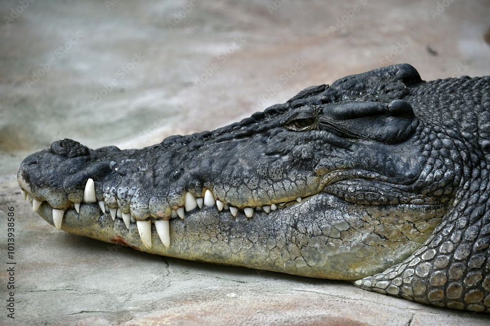 Obraz premium Saltwater crocodile (Crocodylus porosus), animal portrait, captive, Germany, Europe