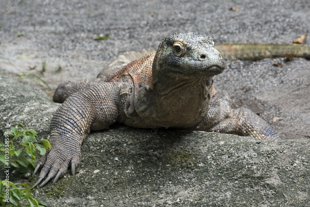 Komodo Dragon (Varanus komodoensis), captive Komodo Dragon (Varanus komodoensis), captive
