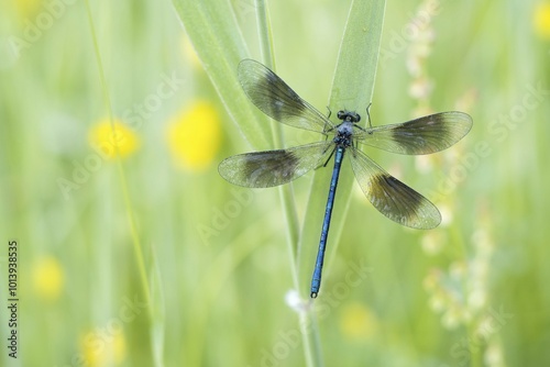 Banded demoiselle (Calopteryx splendens) om reed stalk, Hesse, Germany, Europe photo