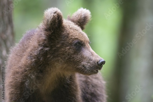 Brown bear (Ursus arctos), young animal in the forest, Portrait, Notranjska Regional Park, Slovenia, Europe photo