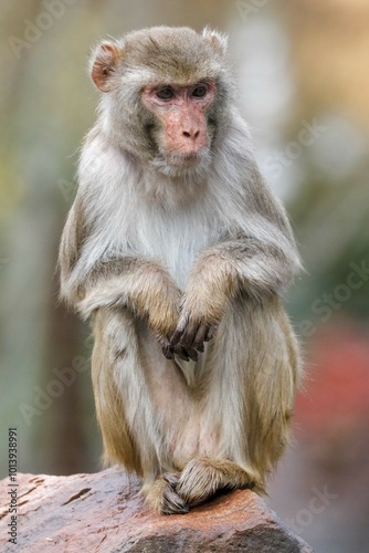 Rhesus macaque (Macaca mulatta) sitting on a stone, captive, Germany, Europe photo