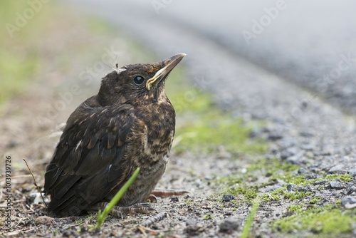 Young blackbird (Turdus merula) sitting at the roadside, Emsland, Lower Saxony, Germany, Europe