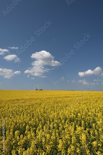 Blooming rapeseed field (Brassica napus), blue cloudy sky, Mecklenburg-Western Pomerania, Germany, Europe photo