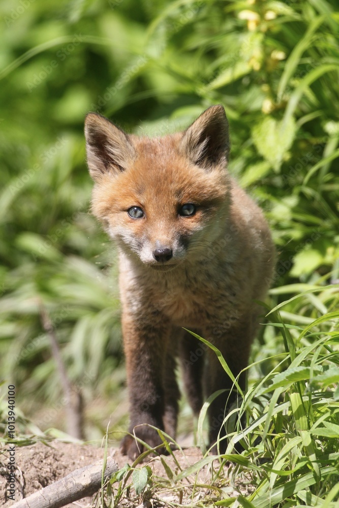 Young fox (Vulpes vulpes), pup, six weeks, Allgäu, Bavaria, Germany, Europe Young fox (Vulpes vulpes), pup, six weeks, Allgäu, Bavaria, Germany, Europe
