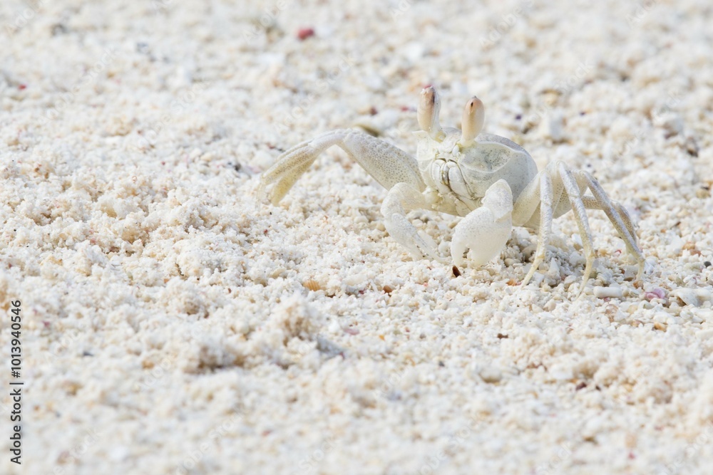 Ghost crab (Ocypode), La Digue, Seychelles, Africa Ghost crab (Ocypode), La Digue, Seychelles, Africa