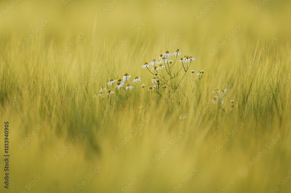 Chamomile (Matricaria chamomilla) in cornfield Chamomile (Matricaria chamomilla) in cornfield