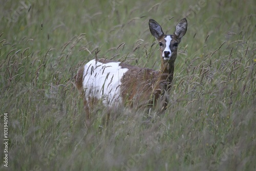 Roe Deer (Capreolus capreolus), pied morph, in tall grass, Allgäu, Bavaria, Germany, Europe photo