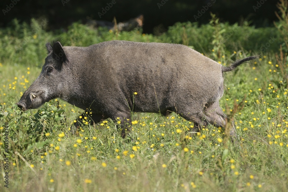 Wild boar (Sus scrofa), Boar, summer coat, runs through summer meadow, Allgäu, Bavaria, Germany, Europe Wild boar (Sus scrofa), Boar, summer coat, runs through summer meadow, Allgäu, Bavaria, Germany, Europe