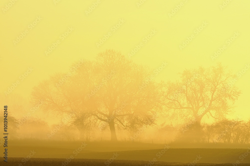 Trees in fog at sunrise, Rheinberg, Lower Rhine region, North Rhine-Westphalia, Germany, Europe Trees in fog at sunrise, Rheinberg, Lower Rhine region, North Rhine-Westphalia, Germany, Europe