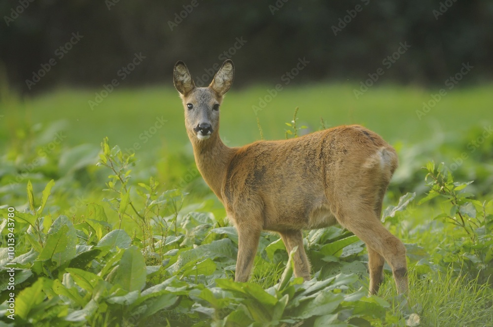 Obraz premium Roe Deer (Capreolus capreolus), doe, watching for potential danger, Fehmarn, Schleswig-Holstein, Germany, Europe