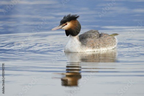 Great Crested Grebe (Podiceps cristatus), Emsland, Lower Saxony, Germany, Europe