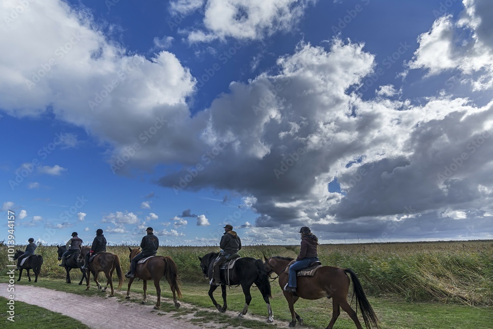 Naklejka premium Group with riders on horses, group of riders on the Darß, cloudy sky, Mecklenburg-Western Pomerania, Germany, Europe