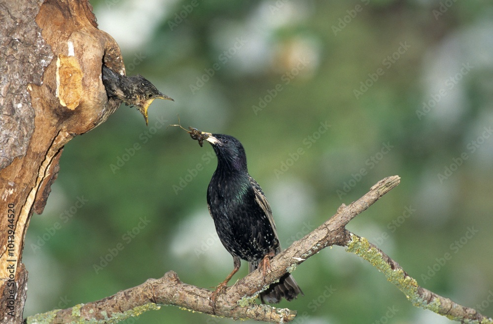 European Starling, Common Starling or Starling (Sturnus vulgaris) feeding a young bird in a hollow tree European Starling, Common Starling or Starling (Sturnus vulgaris) feeding a young bird in a hollow tree
