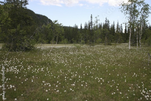 Tundra, Common Cottongrass (Eriophorum angustifolium), Norway, Europe photo