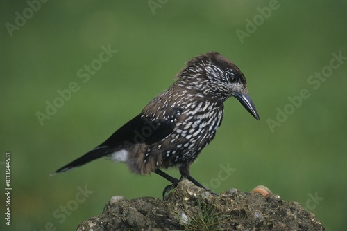 Spotted Nutcracker (Nucifraga caryocatactes)