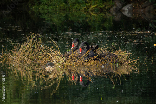 Konstfotografi black swans build nest for breeding season on small pond