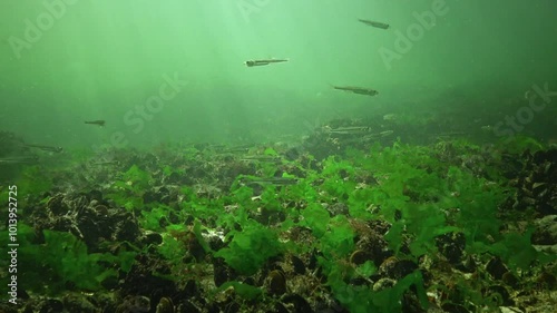 Black Sea big-scale sand smelt (Atherina pontica) among the seaweed, Black Sea photo