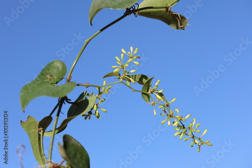 flowers and leaves of Smilax aspera  photo