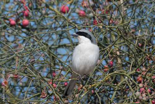 Photos great grey shrike or Lanius excubitor at desert national park in Rajasthan India