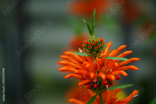 The orange flowers of the South African grassland shrub, Leonotis leonorus also known as lions tail and wild dagga, in bloom. In a garden near Hanover, Germany in October.