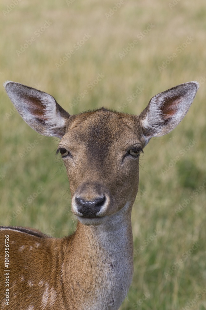 Fallow Deer (Dama dama) in Skandinavisk Dyrepark or Scandinavian Wildlife Park, Jutland, Denmark, Europe Fallow Deer (Dama dama) in Skandinavisk Dyrepark or Scandinavian Wildlife Park, Jutland, Denmark, Europe